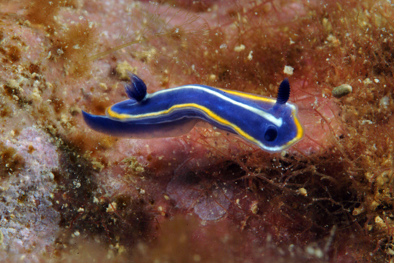 Hypselodoris orsinii